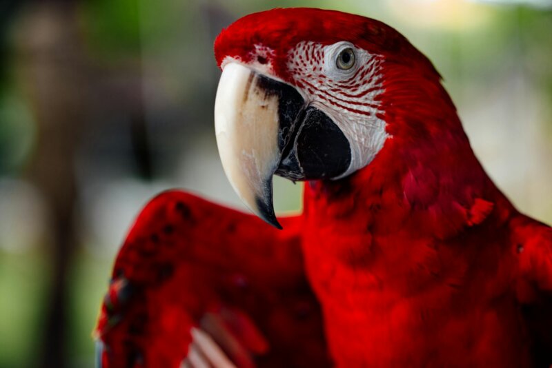 Stunning close-up of a vibrant scarlet macaw with detailed feathers and open wings.