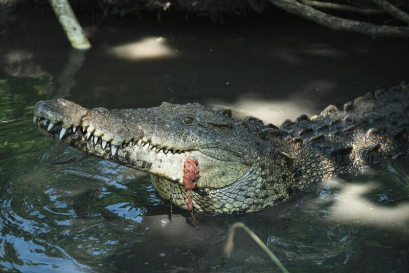 A crocodile with its mouth open partially emerges from murky water in a natural setting.