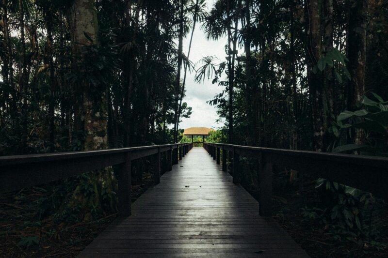 Wooden footbridge amidst lush tropical forest in Nazaré, Brazil. Peaceful and scenic nature walk.