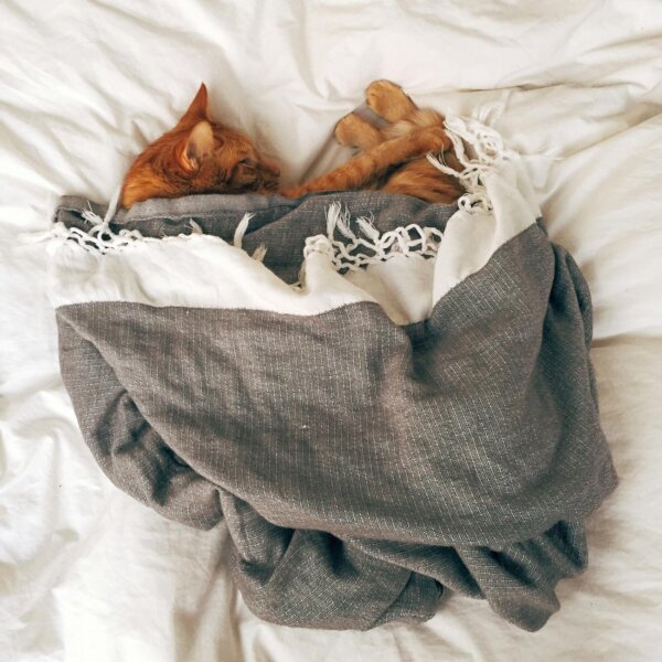 An adorable orange tabby cat sleeps peacefully under a cozy blanket, creating a warm and comforting scene.